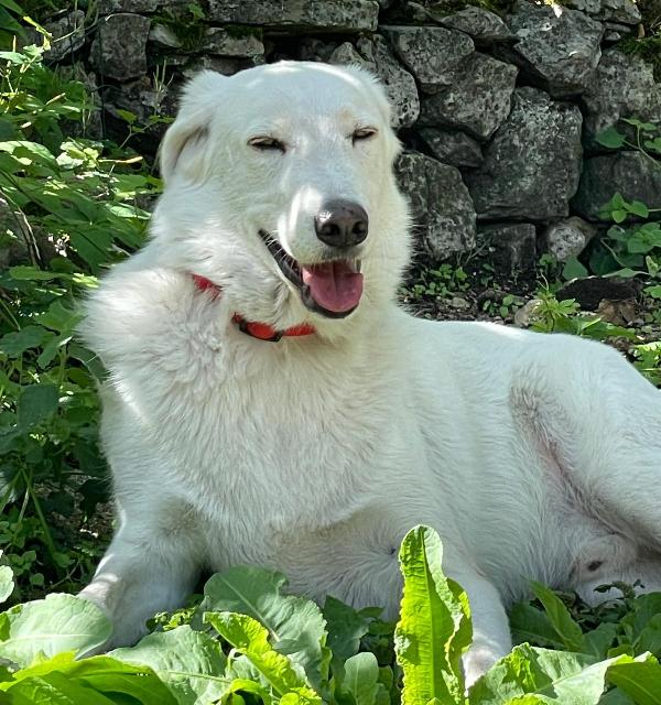 MI ADOTTI? SONO IL DOLCE CESARE Foto 7